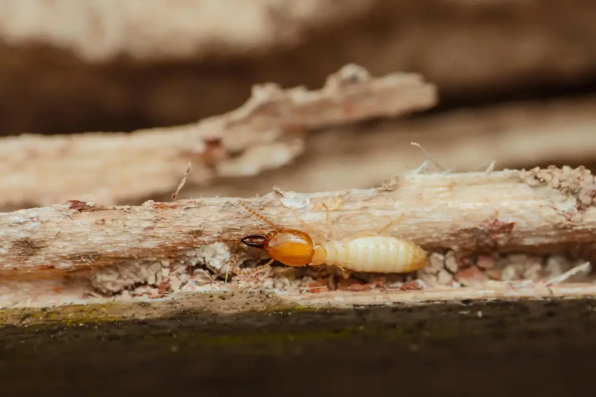 Traitement insectes xylophages Dreux